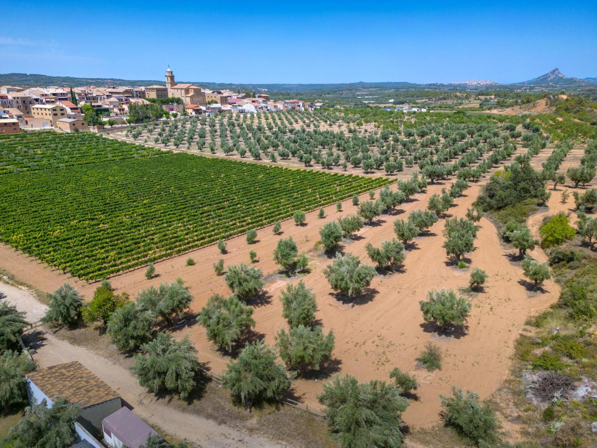 Hotel & Resort Vilar Rural D'Arnes By Serhs Hotels Sant Carlos de la Ràpita Exterior foto